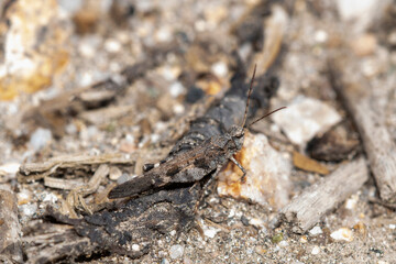 A cackling forest grasshopper Trimerotropis verruculata perched on the ground in Colorado during late summer