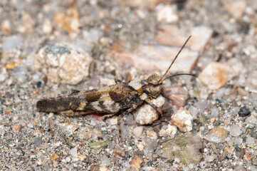 Cackling forest grasshopper Trimerotropis verruculata perched in Colorado