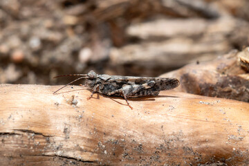 Cackling forest grasshopper Trimerotropis verruculata perched on a log in Colorado natural habitat