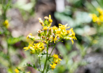 Cut leaved ragwort flowers Senecio eremophilus attracting insects in a Colorado natural habitat