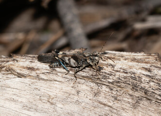 Pine Bluffs Grasshopper Trimerotropis fratercula perched on a log in Colorado