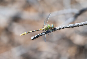 Pale Snaketail Ophiogomphus severus dragonfly perched on a twig in Colorado natural habitat during summer