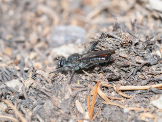 A Bee-mimic Robber fly Genus Laphria in Colorado natural habitat