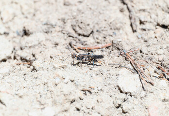 Pine Bluffs Grasshopper Trimerotropis fratercula perched on the ground in Colorado natural habitat during sunny weather