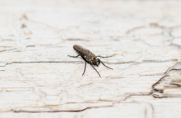 Robber fly of the genus Coleomyia perched on a weathered surface in Colorado