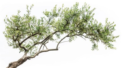 Fototapeta premium A small bonsai tree with green leaves stands out against a bright white sky