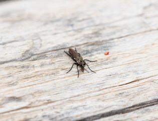 A Robber fly Genus Coleomyia in Colorado captures prey on a wooden surface
