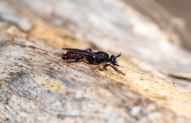 A Robber fly Laphria felis perched on bark in Colorado during daylight