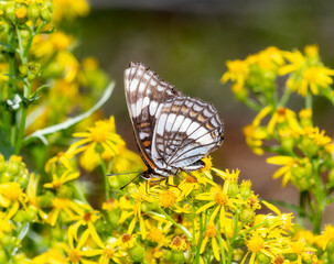 Weidemeyer's Admiral Limenitis weidemeyerii butterfly on yellow wildflowers in Colorado during summer