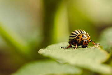 Colorado Potato Beetle on a Green Leaf