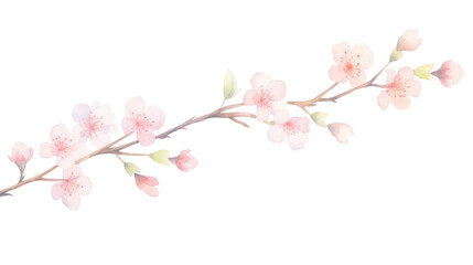 Obraz premium PNG Sakura as divider watercolor appliance blossom flower.
