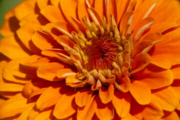 Fototapeta premium Close up of orange zinnia flower