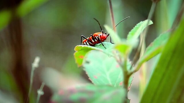 flying insects that are orange in combination with black that perch on green leaves