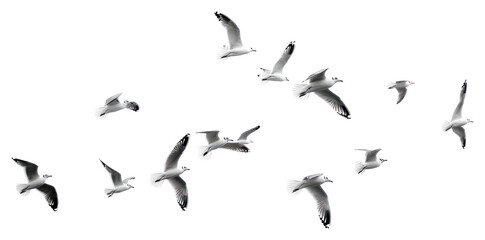 PNG  Seagulls soaring in monochrome sky