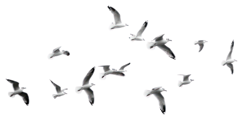 PNG  Seagulls soaring in monochrome sky