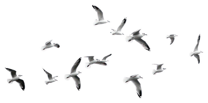 PNG  Seagulls soaring in monochrome sky