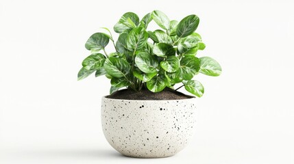 Fototapeta premium 3d illustration of houseplant in terrazzo potted on white background stock photo