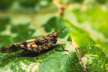 A small grasshopper, with intricate patterns on its wings, sits on a vibrant green leaf