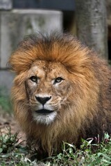 オスのライオンの顔のアップ