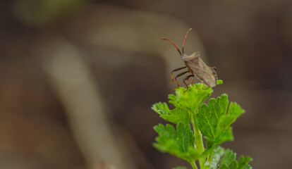 Brown bug perched on a green plant during a sunny afternoon in a garden