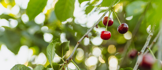 Ripe Cherries Hanging on a Branch in the Summer Sun