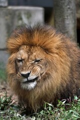 険しい顔をするオスのライオン