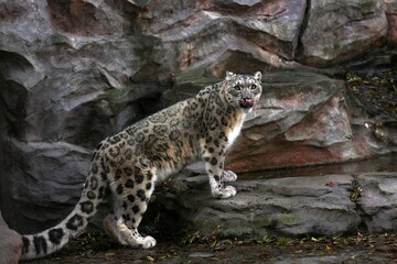 舌を出し見上げるユキヒョウのポートレート