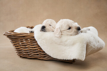 A Golden Retriever puppy explores a decorative box, surrounded by gentle floral accents and soft pink ribbons, its face expressing curiosity and playfulness.