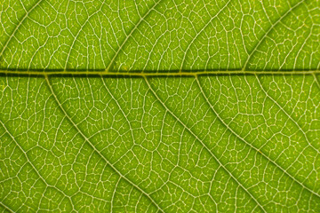 Green leaf close-up. Micro photo of the structure of a plant leaf with capillaries. Natural background