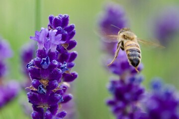 Close-up of a honeybee gathering nectar from a vibrant purple lavender flower, set against a blurred background of lavender blooms.