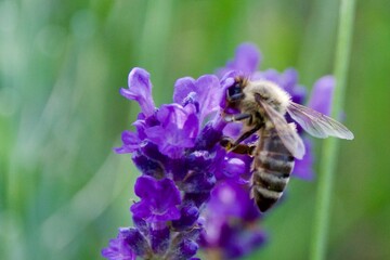 Close-up of a honeybee gathering nectar from a vibrant purple lavender flower, set against a blurred background of lavender blooms.