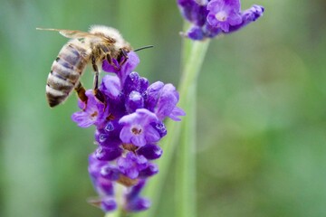 Close-up of a honeybee gathering nectar from a vibrant purple lavender flower, set against a