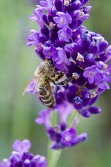 Close-up of a honeybee gathering nectar from a vibrant purple lavender flower, set against a