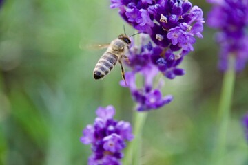 Close-up of a honeybee gathering nectar from a vibrant purple lavender flower, set against a