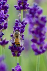 A close-up of a bee gathering nectar from a vibrant lavender blossom, set against a soft green and purple background, capturing the delicate moment of pollination.