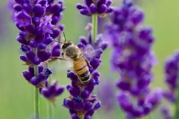 A close-up of a bee gathering nectar from a vibrant lavender blossom, set against a soft green and purple background, capturing the delicate moment of pollination.
