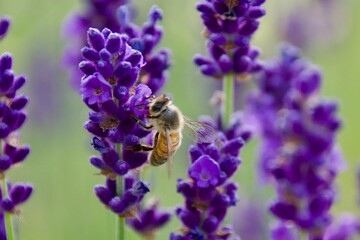A close-up of a bee gathering nectar from a vibrant lavender blossom, set against a soft green and purple background, capturing the delicate moment of pollination.