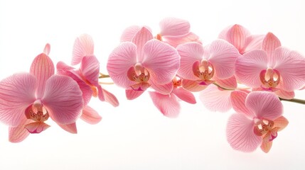 Fototapeta premium a sprig of pink orchids shot in a studio against a white background, carefully composed to present the flower heads in a pleasing formation. 