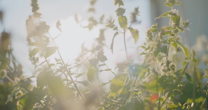 Close-Up of Catnip Leaves in the Sun