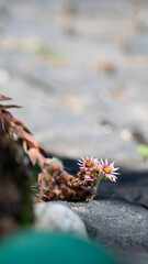 Jovibarba hauswurzen dickblattgewächse staude steingarten steinrosen rötlich grün purpur rosette sukkulente sempervivum