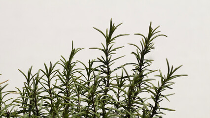 Rosmarin clean isoliert heller Untergrund Rezept Kochen Zubereitung Zutaten Küchen Aroma Hintergrund 