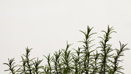 Rosmarin clean isoliert heller Untergrund Rezept Kochen Zubereitung Zutaten Küchen Aroma Hintergrund 