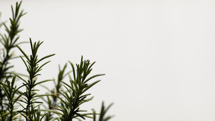 Rosmarin clean isoliert heller Untergrund Rezept Kochen Zubereitung Zutaten Küchen Aroma Hintergrund 