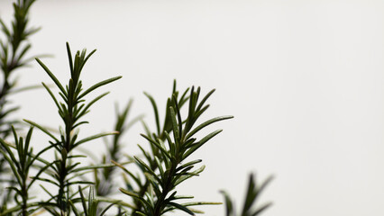 Naklejka premium Rosmarin clean isoliert heller Untergrund Rezept Kochen Zubereitung Zutaten Küchen Aroma Hintergrund 