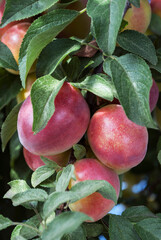 ripe plums among green leaves