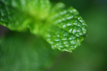 Close up of mint leaf background