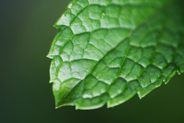 Close up of mint leaf background