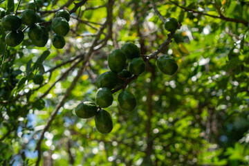 Clusters of Green and Red Plums on Tree – Fresh Fruit in Orchard