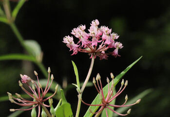 Close-up of the pink and purple flower cluster of a Swamp milkweed (Asclepias incarnata) blooming in August in Northeast Ohio. 