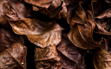 Closeup top shot of dry leaves